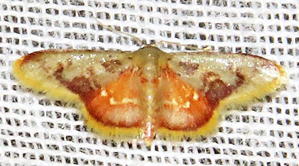 /filer/webapps/moths/media/images/P/purpurascens_Idaea_A_Braun_08.jpg
