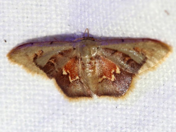 /filer/webapps/moths/media/images/P/purpurascens_Idaea_A_Grimm.jpg