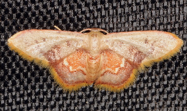 /filer/webapps/moths/media/images/P/purpurascens_Idaea_A_Heyns_01.jpg