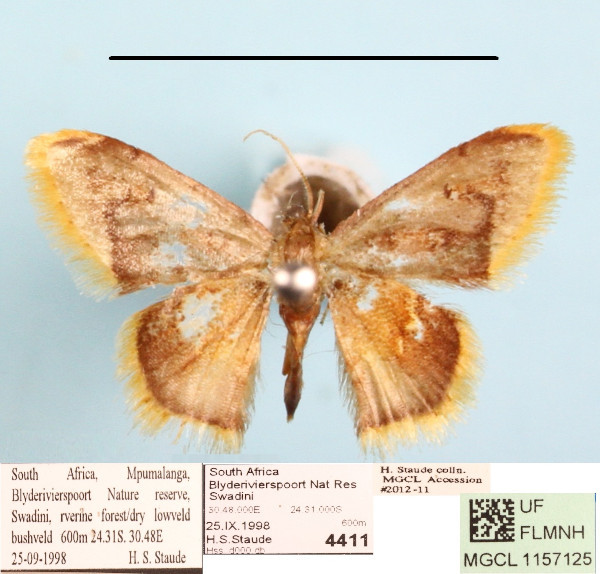 /filer/webapps/moths/media/images/P/purpurascens_Idaea_A_MGCLa_01.jpg