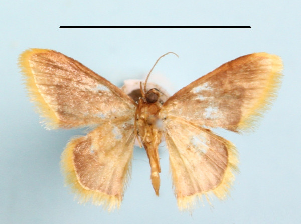 /filer/webapps/moths/media/images/P/purpurascens_Idaea_A_MGCLb_01.jpg