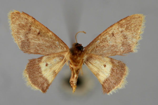 /filer/webapps/moths/media/images/P/purpurascens_Idaea_A_ZSM_02.jpg
