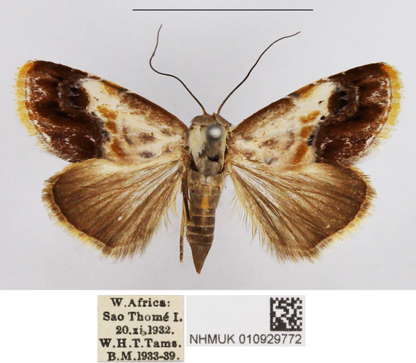 /filer/webapps/moths/media/images/P/purpurascens_Negeta_AM_NHMUK.jpg
