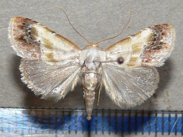 /filer/webapps/moths/media/images/P/purpurascens_Negeta_A_Goff_01.jpg