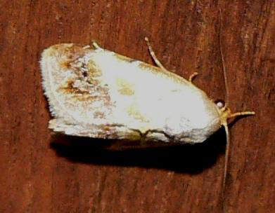 /filer/webapps/moths/media/images/P/purpurascens_Negeta_A_Goff_03.jpg