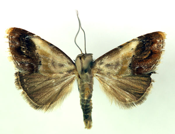 /filer/webapps/moths/media/images/P/purpurascens_Negeta_A_RMCA.jpg