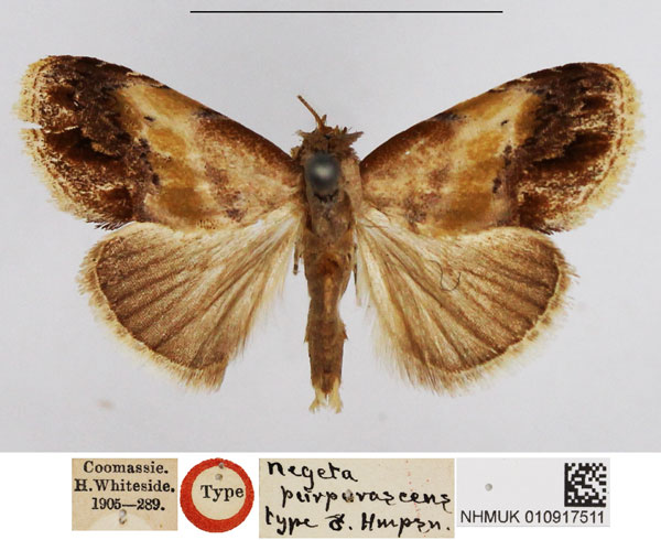 /filer/webapps/moths/media/images/P/purpurascens_Negeta_ST_NHMUK.jpg