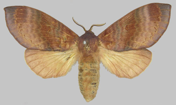 /filer/webapps/moths/media/images/P/purpurascens_Pachymeta_STF_SNHM.jpg