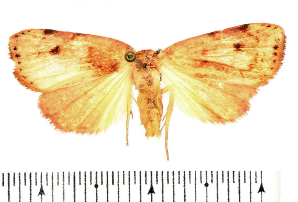 /filer/webapps/moths/media/images/P/purpurascens_Paralephana_AM_BMNH.jpg
