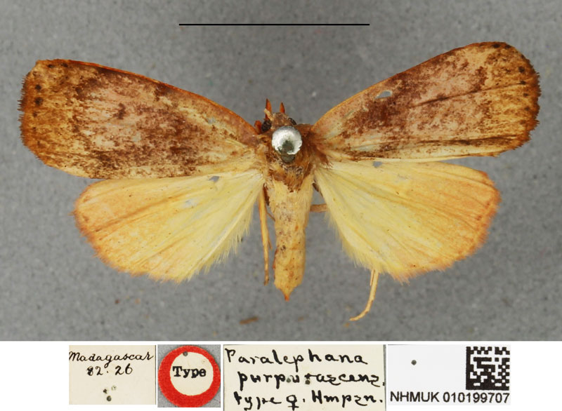 /filer/webapps/moths/media/images/P/purpurascens_Paralephana_HT_BMNH.jpg