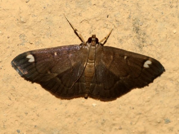 /filer/webapps/moths/media/images/P/purpurascens_Syllepte_A_Grimm.jpg
