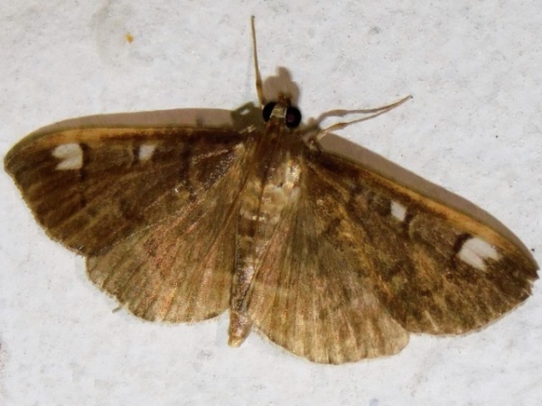 /filer/webapps/moths/media/images/P/purpurascens_Syllepte_A_Grobler.jpg