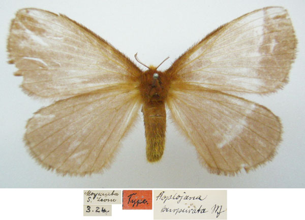 /filer/webapps/moths/media/images/P/purpurata_Hoplojana_HT_NHMUKa.jpg