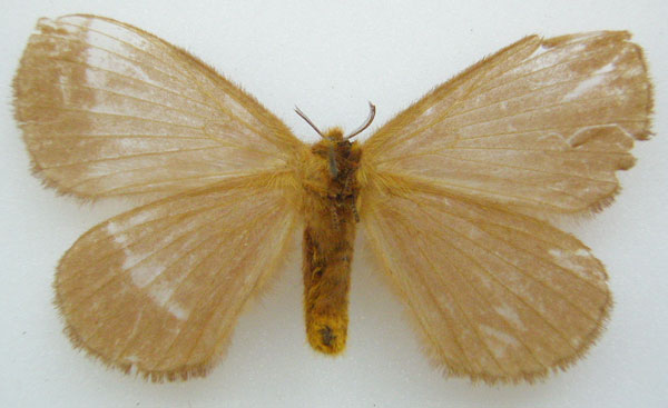 /filer/webapps/moths/media/images/P/purpurata_Hoplojana_HT_NHMUKb.jpg