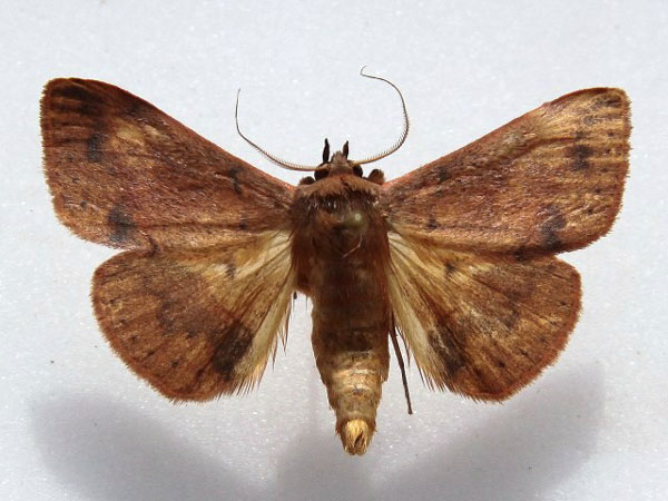 /filer/webapps/moths/media/images/P/purpurata_Lophiophora_A_Goff_01.jpg
