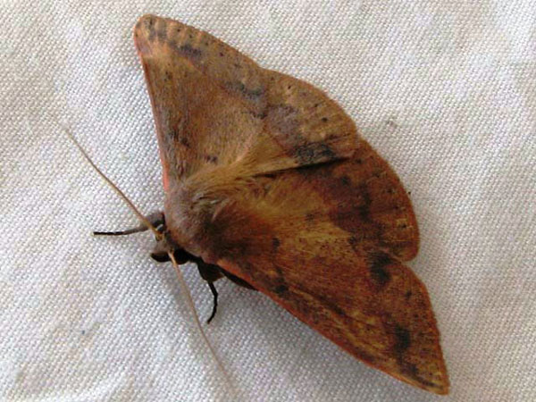 /filer/webapps/moths/media/images/P/purpurata_Lophiophora_A_Goff_02.jpg