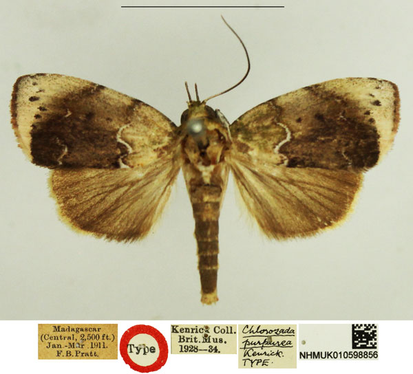 /filer/webapps/moths/media/images/P/purpurea_Chlorozada_HT_NHMUK.jpg