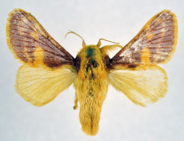 /filer/webapps/moths/media/images/P/purpurea_Delorhachis_AM_NHMO.jpg