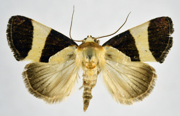 /filer/webapps/moths/media/images/P/purpurea_Neonegeta_AM_NHMO.jpg