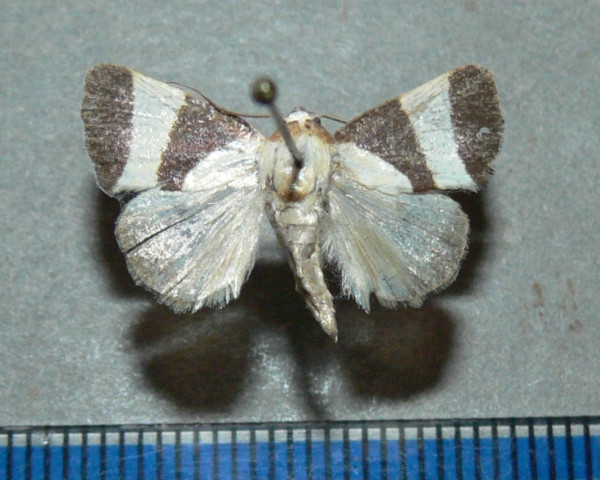 /filer/webapps/moths/media/images/P/purpurea_Neonegeta_A_Goffa_01.jpg