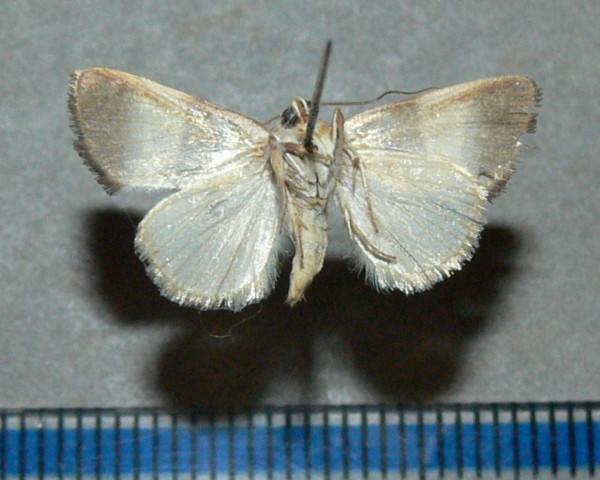 /filer/webapps/moths/media/images/P/purpurea_Neonegeta_A_Goffb_01.jpg