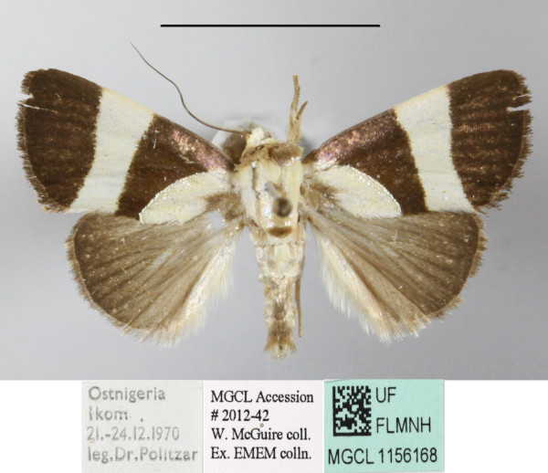 /filer/webapps/moths/media/images/P/purpurea_Neonegeta_A_MGCLa_01.jpg