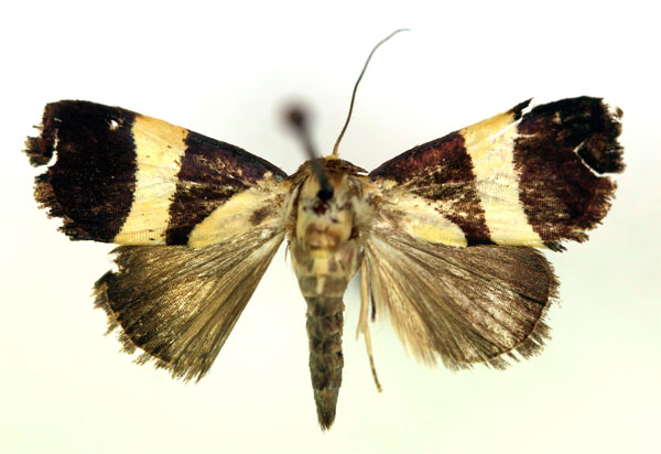 /filer/webapps/moths/media/images/P/purpurea_Neonegeta_A_RMCA.jpg