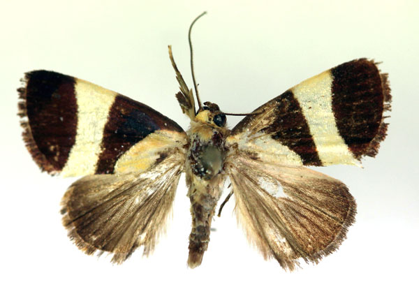 /filer/webapps/moths/media/images/P/purpurea_Neonegeta_A_RMCA_02.jpg