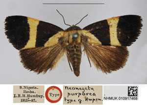/filer/webapps/moths/media/images/P/purpurea_Neonegeta_STF_NHMUK.jpg