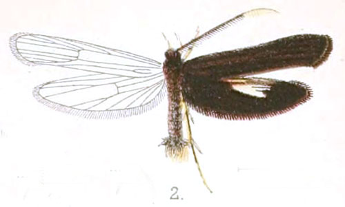 /filer/webapps/moths/media/images/P/purpurea_Psilothyris_ST_Walsingham_2-2.jpg