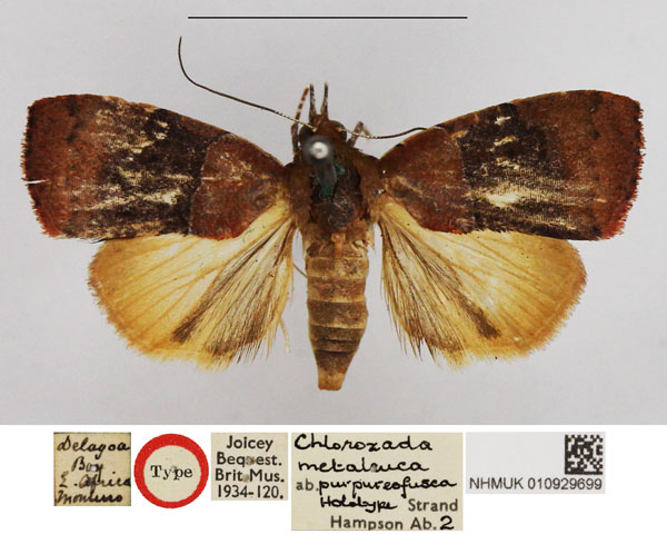 /filer/webapps/moths/media/images/P/purpureofusca_Chlorozada_HT_NHMUK.jpg