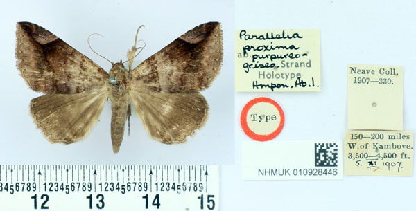 /filer/webapps/moths/media/images/P/purpureogrisea_Parallelia_HT_BMNH.jpg
