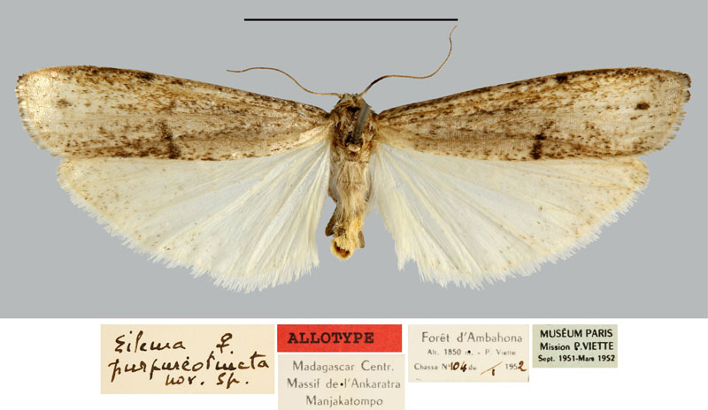/filer/webapps/moths/media/images/P/purpureotincta_Eilema_AT_MNHN.jpg