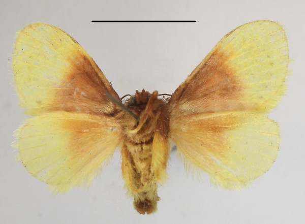 /filer/webapps/moths/media/images/P/purpuripulcra_Chrysamma_AF_MGCLb_02.jpg