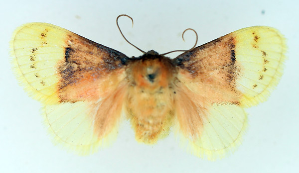 /filer/webapps/moths/media/images/P/purpuripulcra_Chrysamma_AF_TMSA.jpg