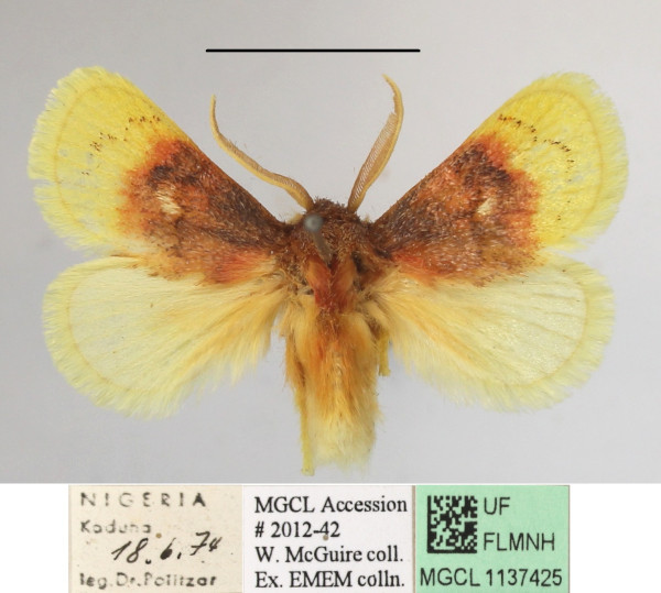 /filer/webapps/moths/media/images/P/purpuripulcra_Chrysamma_AM_MGCLa_01.jpg