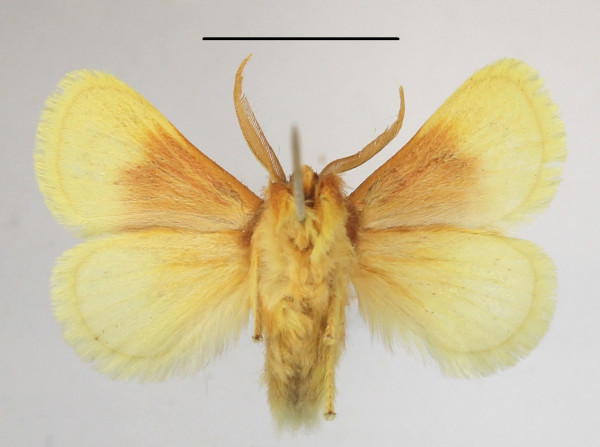 /filer/webapps/moths/media/images/P/purpuripulcra_Chrysamma_AM_MGCLb_01.jpg