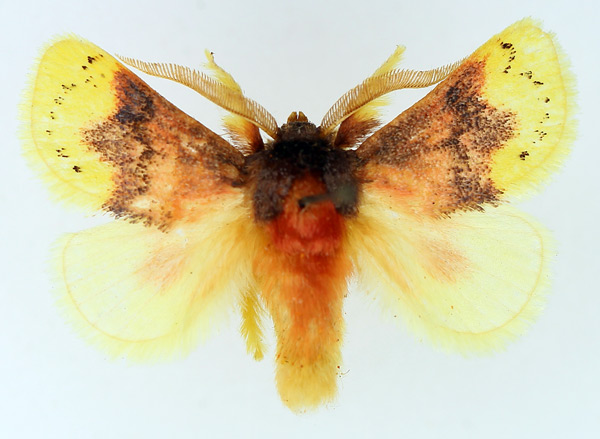 /filer/webapps/moths/media/images/P/purpuripulcra_Chrysamma_AM_TMSA.jpg