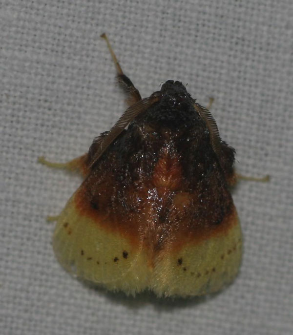 /filer/webapps/moths/media/images/P/purpuripulcra_Chrysamma_A_Jorpeland.jpg