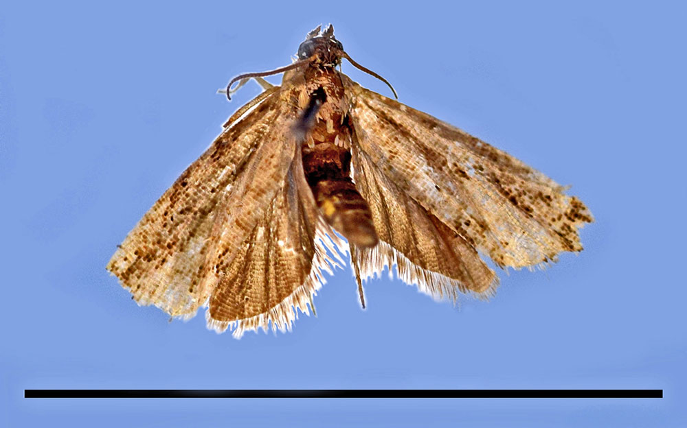 /filer/webapps/moths/media/images/P/pusilla_Camptrodoxa_HT_MRSN.jpg