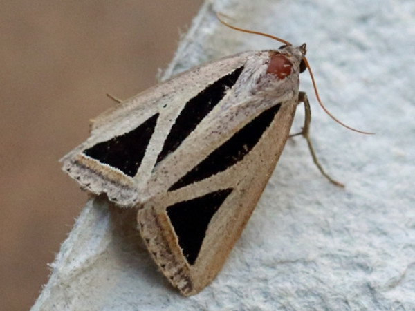 /filer/webapps/moths/media/images/P/pusilla_Chalciope_A_Voaden_02.jpg