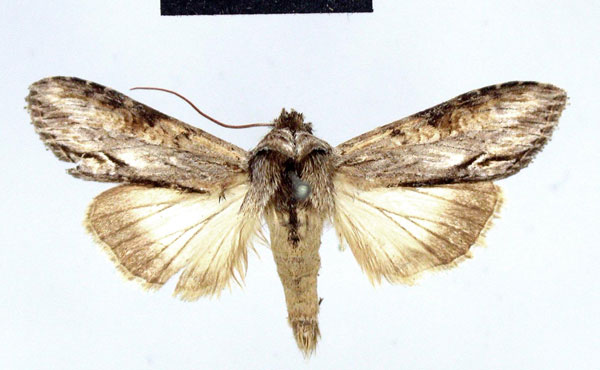 /filer/webapps/moths/media/images/P/pusilla_Cucullia_HT_ZMHB.jpg