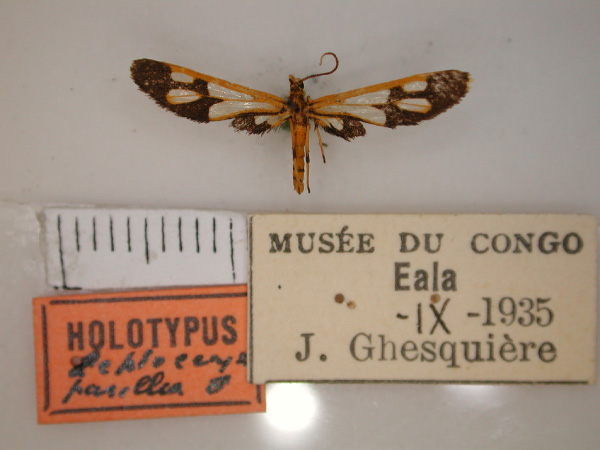 /filer/webapps/moths/media/images/P/pusilla_Leptoceryx_HT_RMCA.jpg
