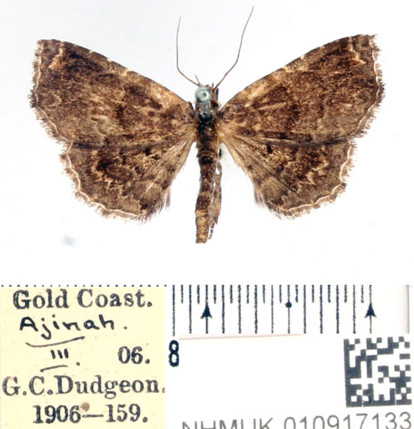 /filer/webapps/moths/media/images/P/pusilla_Zethesides_AF_BMNH.jpg