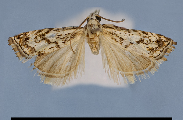 /filer/webapps/moths/media/images/P/pusillulus_HT.jpg