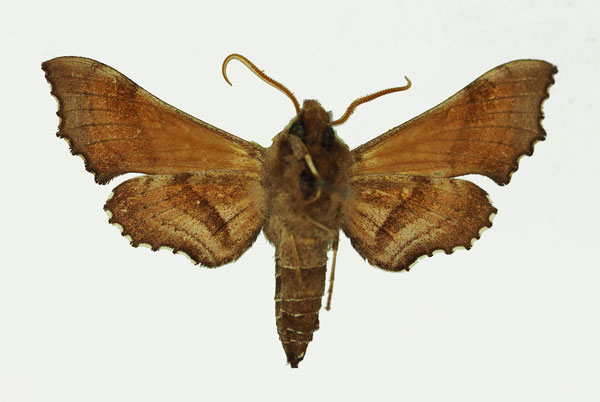 /filer/webapps/moths/media/images/P/pusillus_Odontosida_AM_Basquin_01b.jpg