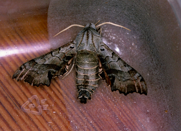 /filer/webapps/moths/media/images/P/pusillus_Odontosida_A_Roland_01.jpg