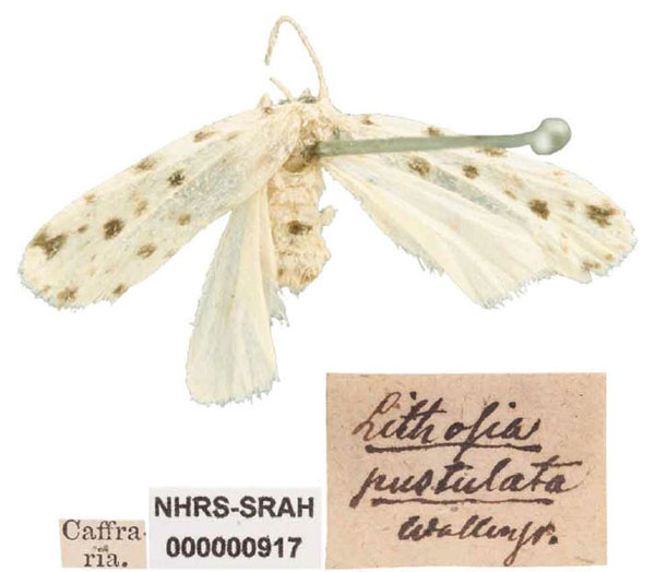/filer/webapps/moths/media/images/P/pustulata_Lithosia_HT_SNHM.jpg