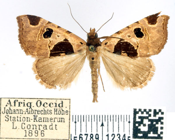 /filer/webapps/moths/media/images/P/pustulata_Marcipalina_AF_BMNH.jpg