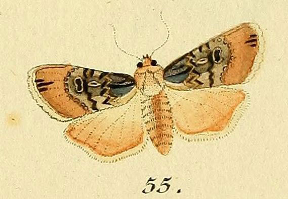 /filer/webapps/moths/media/images/P/puta_Agrotis_Hubner_255.jpg